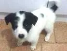 Cachorro raça SRD idade 2 a 6 meses nome sem nomes