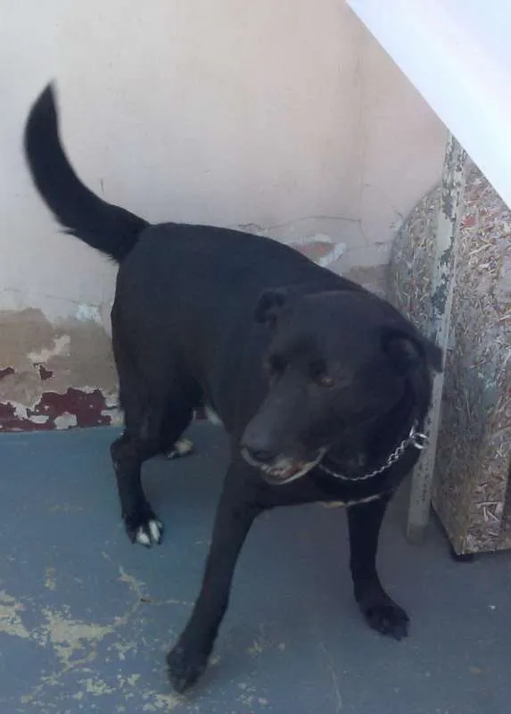 Cachorro ra a RSD idade 6 ou mais anos nome Help