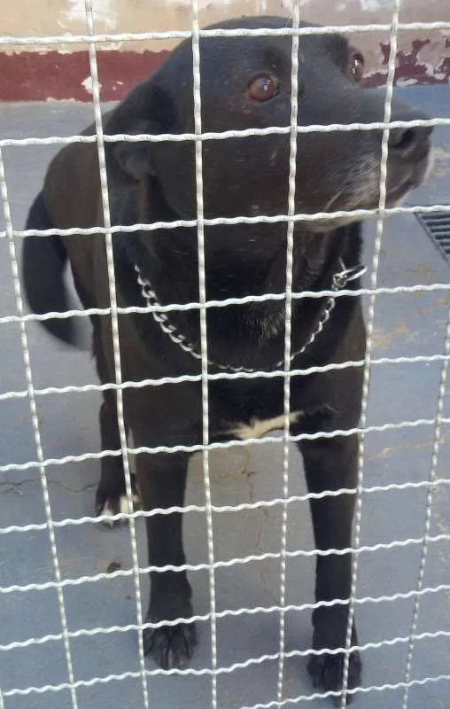 Cachorro ra a RSD idade 6 ou mais anos nome Help