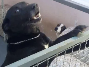 Cachorro raça RSD idade 6 ou mais anos nome Help