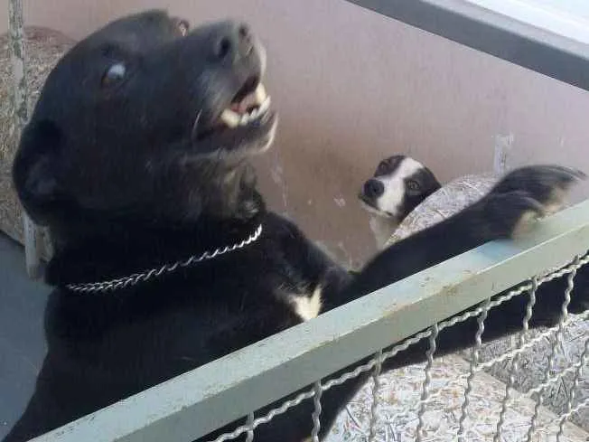 Cachorro ra a RSD idade 6 ou mais anos nome Help
