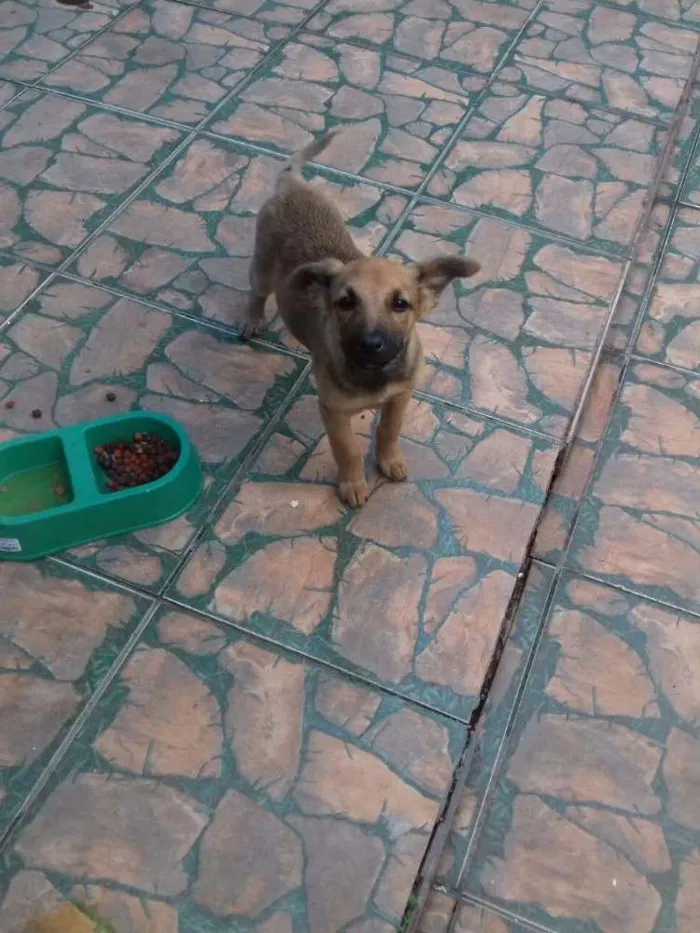 Cachorro ra a Mestiço fila idade 2 a 6 meses nome Max