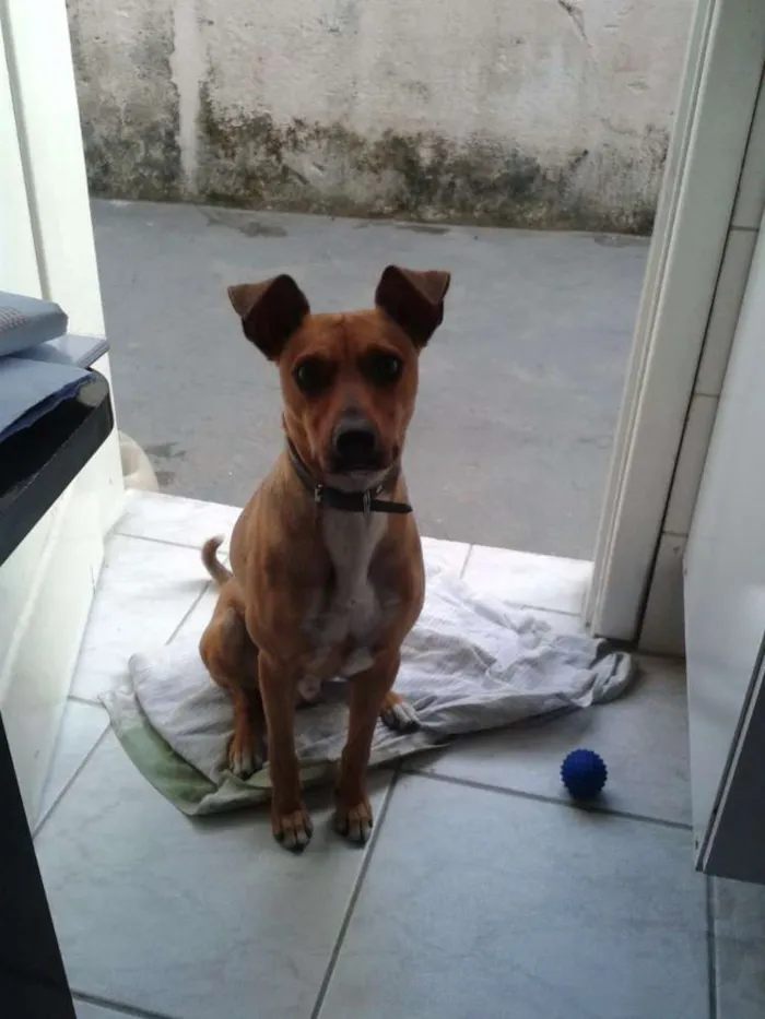 Cachorro ra a Vira-latas  idade 4 anos nome Boby