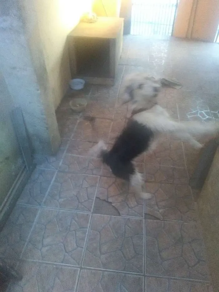 Cachorro ra a Vira lata idade 3 anos nome Rhana