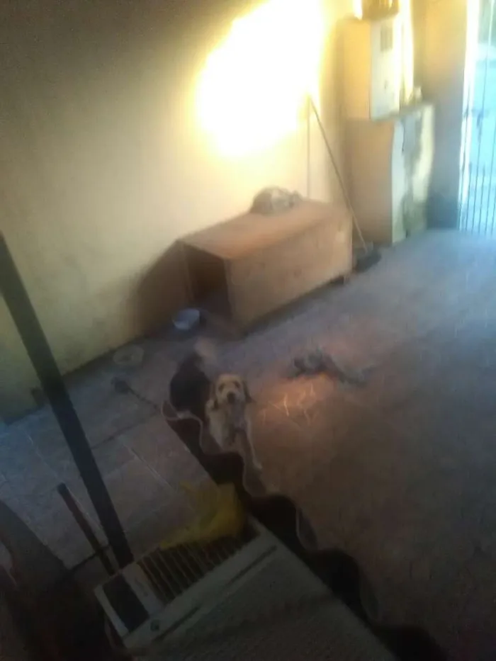Cachorro ra a Vira lata idade 3 anos nome Rhana
