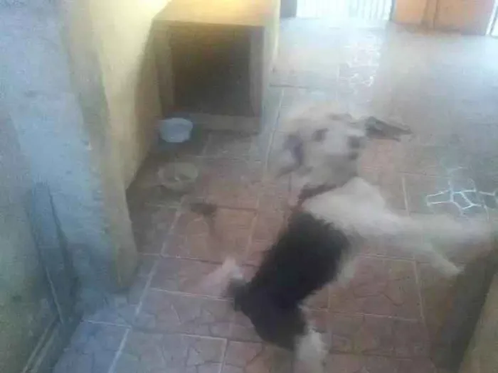 Cachorro ra a Vira lata idade 3 anos nome Rhana