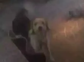 Cachorro ra a Vira lata idade 3 anos nome Rhana