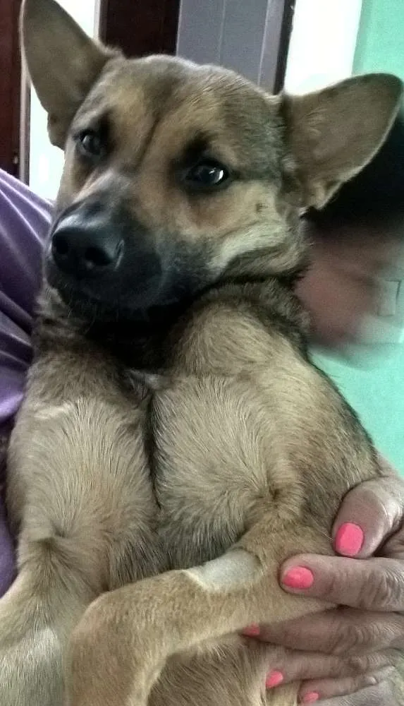 Cachorro raça srd idade 7 a 11 meses nome anabella