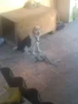 Rhana