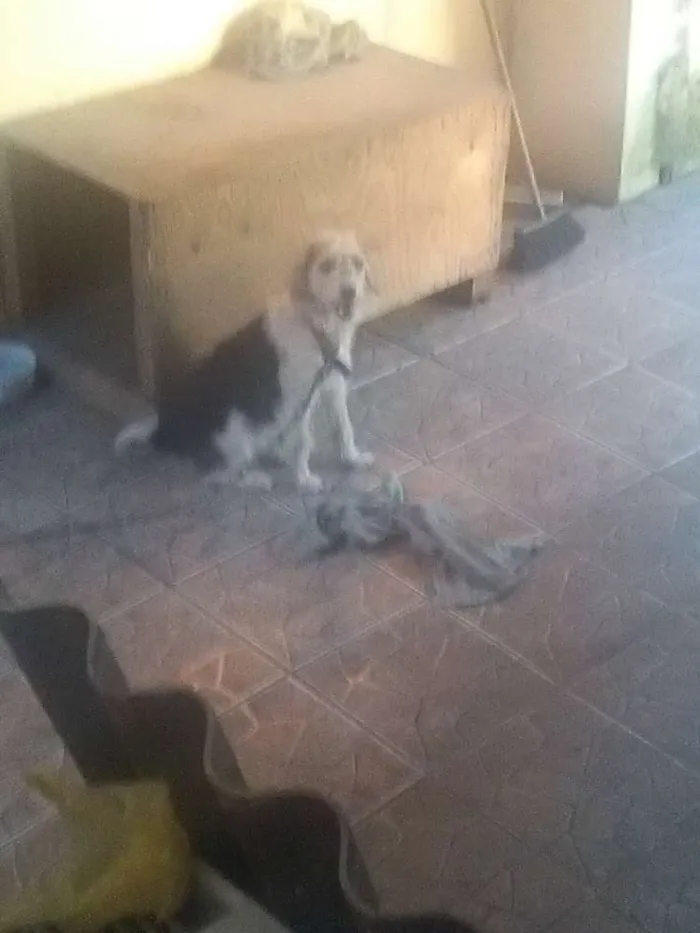Cachorro ra a Vira lata idade 3 anos nome Rhana