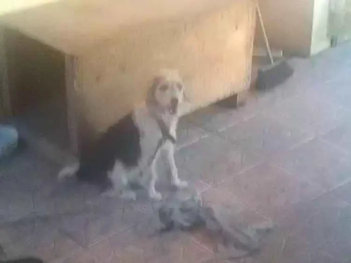Cachorro ra a Vira lata idade 3 anos nome Rhana