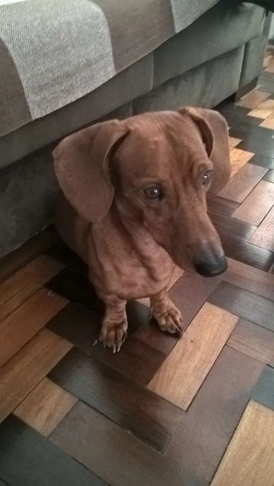 Cachorro ra a salsicha idade 5 anos nome Ozzy 