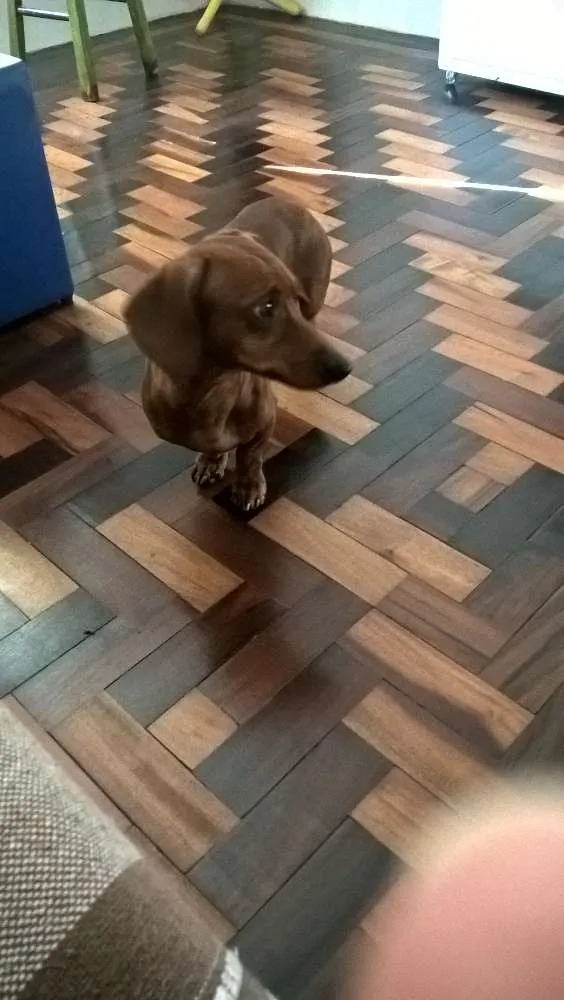 Cachorro ra a salsicha idade 5 anos nome Ozzy 