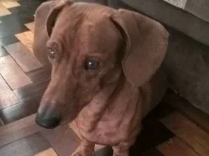 Cachorro raça salsicha idade 5 anos nome Ozzy 