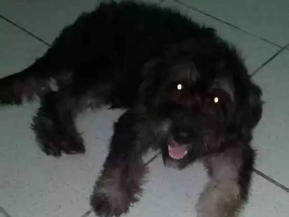 Cachorro ra a Poodle 3 idade 7 a 11 meses nome Flok