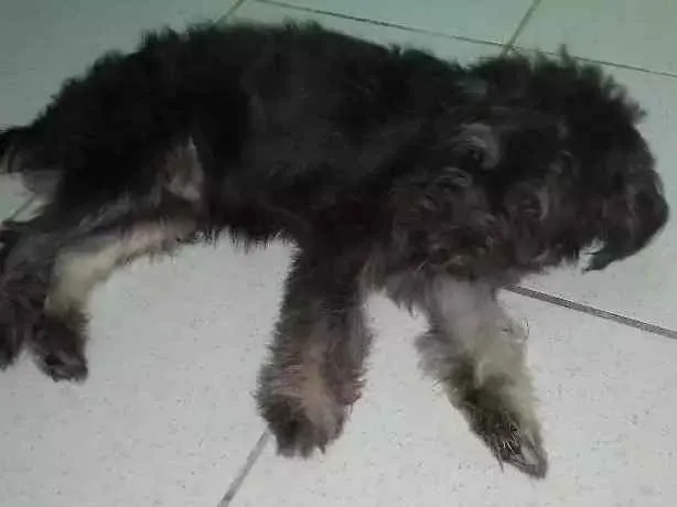 Cachorro ra a Poodle 3 idade 7 a 11 meses nome Flok