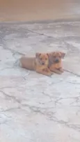 Kiara e Fred