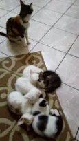 Luna Pandinha Gasparzinho