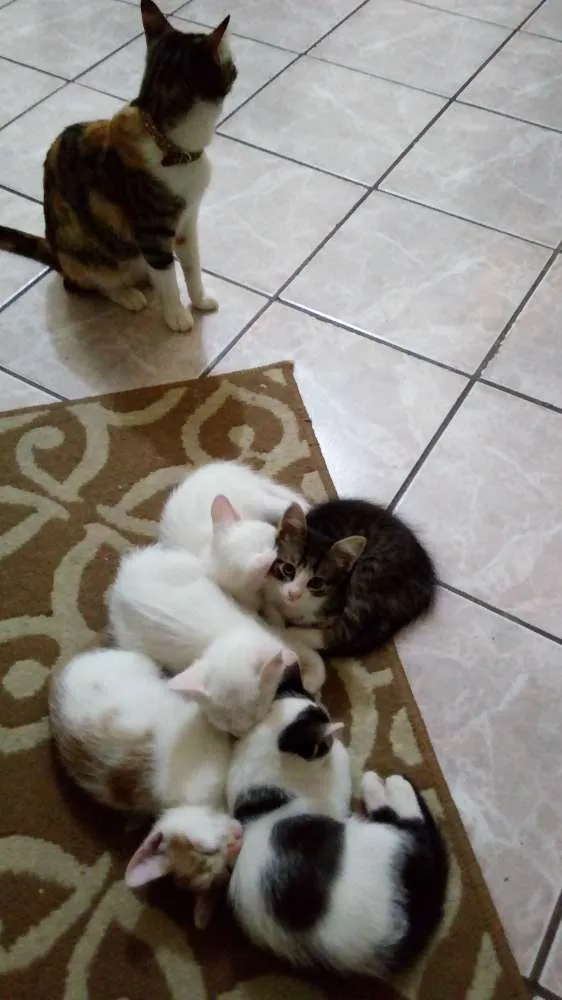 Gato raça Sem raça definida idade Abaixo de 2 meses nome Luna Pandinha Gasparzinho