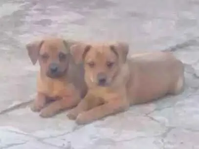 Cachorro raça Pinscher idade 2 a 6 meses nome Kiara e Fred