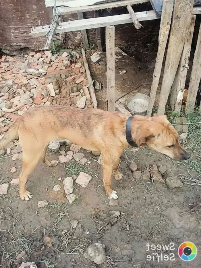 Cachorro ra a Vira lata idade 1 ano nome Duk