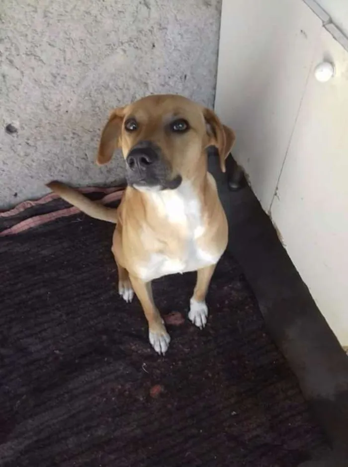 Cachorro ra a Vira-lata idade 2 a 6 meses nome Toty