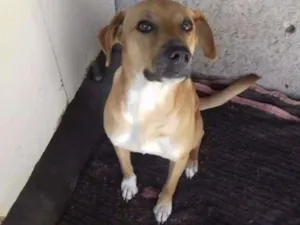 Cachorro raça Vira-lata idade 2 a 6 meses nome Toty