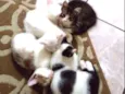 Luna Pandinha Gasparzinho