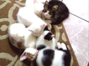Gato raça Sem raça definida idade Abaixo de 2 meses nome Luna Pandinha Gasparzinho