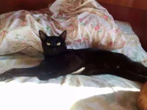 Gato raça vira lata idade 2 anos nome Fréya
