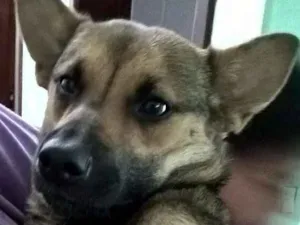 Cachorro raça srd idade 7 a 11 meses nome anabella