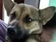Cachorro raça srd idade 7 a 11 meses nome anabella