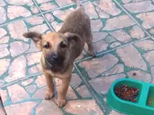 Cachorro raça Mestiço fila idade 2 a 6 meses nome Max