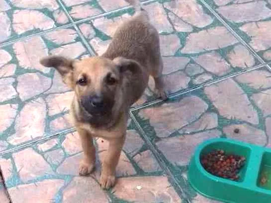 Cachorro ra a Mestiço fila idade 2 a 6 meses nome Max
