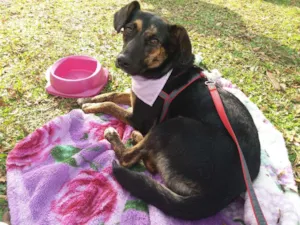 Cachorro raça SRD idade 1 ano nome NINA