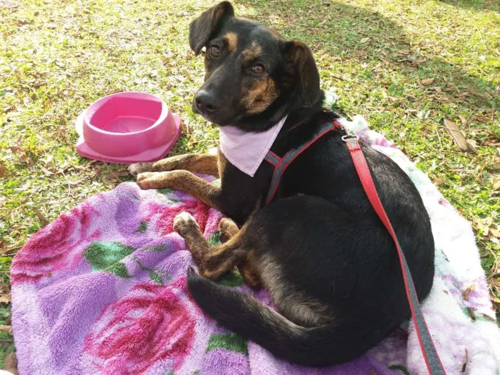 Cachorro ra a SRD idade 1 ano nome NINA