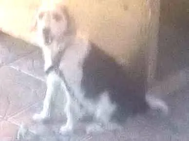 Cachorro ra a Vira lata idade 3 anos nome Rhana