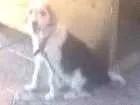 Cachorro raça Vira lata idade 3 anos nome Rhana