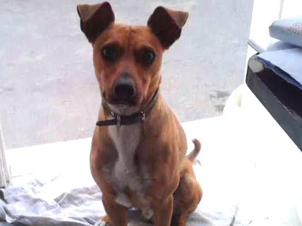 Cachorro ra a Vira-latas  idade 4 anos nome Boby