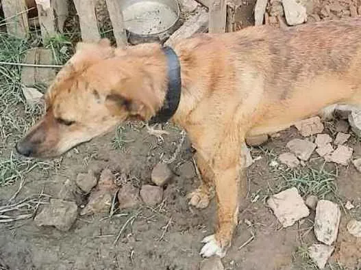 Cachorro ra a Vira lata idade 1 ano nome Duk