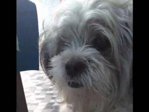 Cachorro raça Lhasa Apso idade 3 anos nome THOR