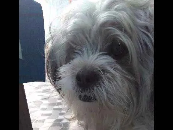 Cachorro ra a Lhasa Apso idade 3 anos nome THOR