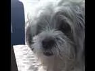 Cachorro raça Lhasa Apso idade 3 anos nome THOR
