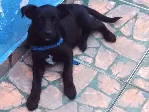 Cachorro ra a Mestiço fila idade 2 a 6 meses nome Ralf