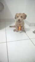Dylan