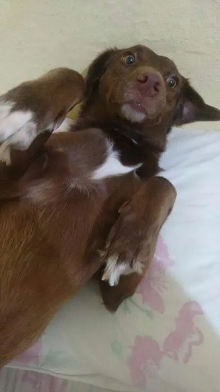 Cachorro ra a Vira-lata idade 2 anos nome Morena
