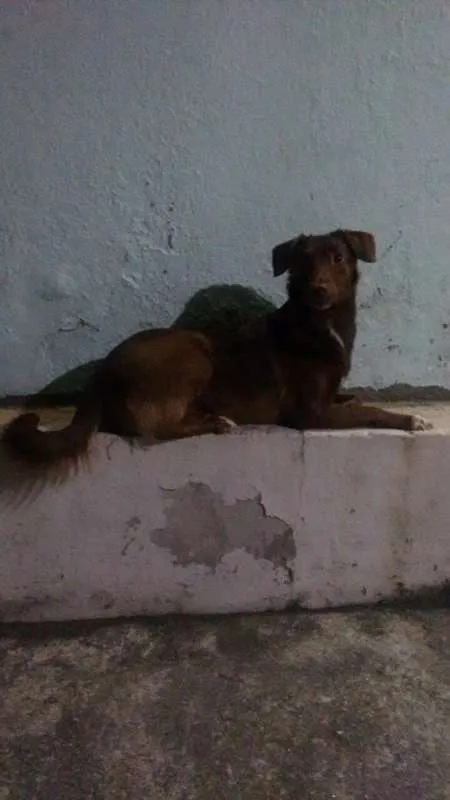 Cachorro ra a Vira-lata idade 2 anos nome Morena