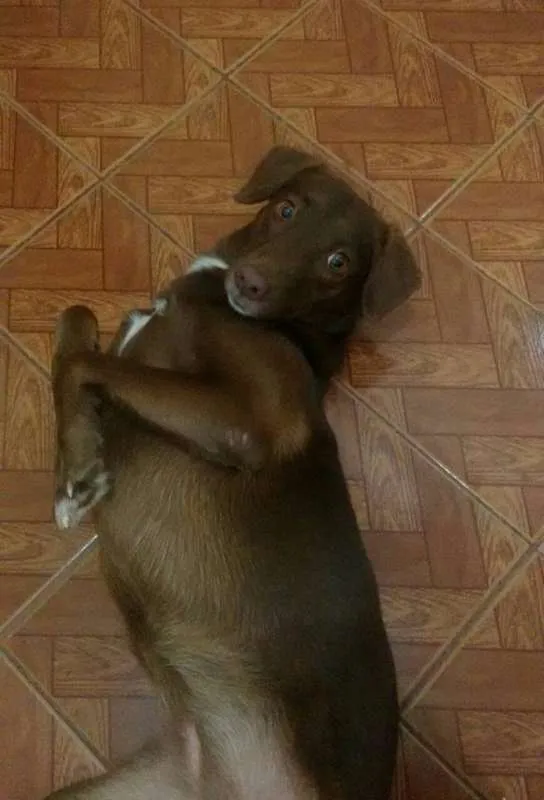 Cachorro ra a Vira-lata idade 2 anos nome Morena