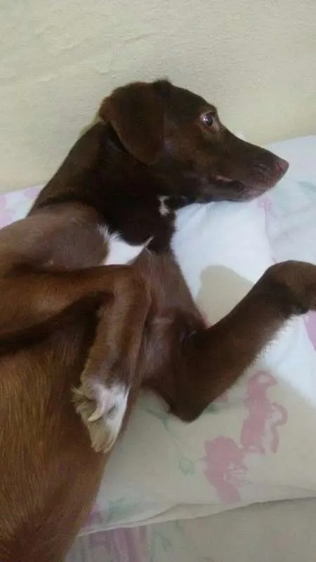 Cachorro ra a Vira-lata idade 2 anos nome Morena