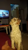 bob